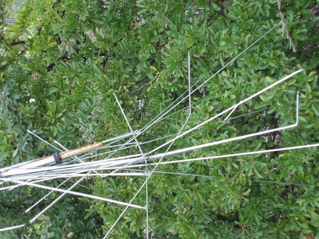 the metal remains of an abandoned umbrellla disgarded in a hedge