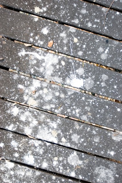 splatters of bird poop on a boardwalk