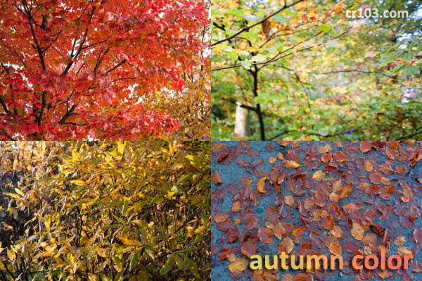 autumn colors design pack