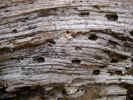 rottenwood3094.jpg (1477882 bytes)