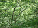 trees3943.JPG (1510377 bytes)